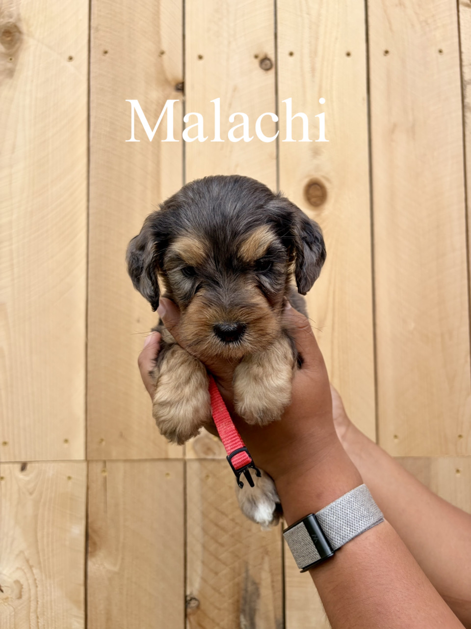 Malachi (red collar) 1